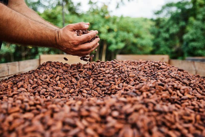 Kauai Chocolate Farm Tasting Tour 1