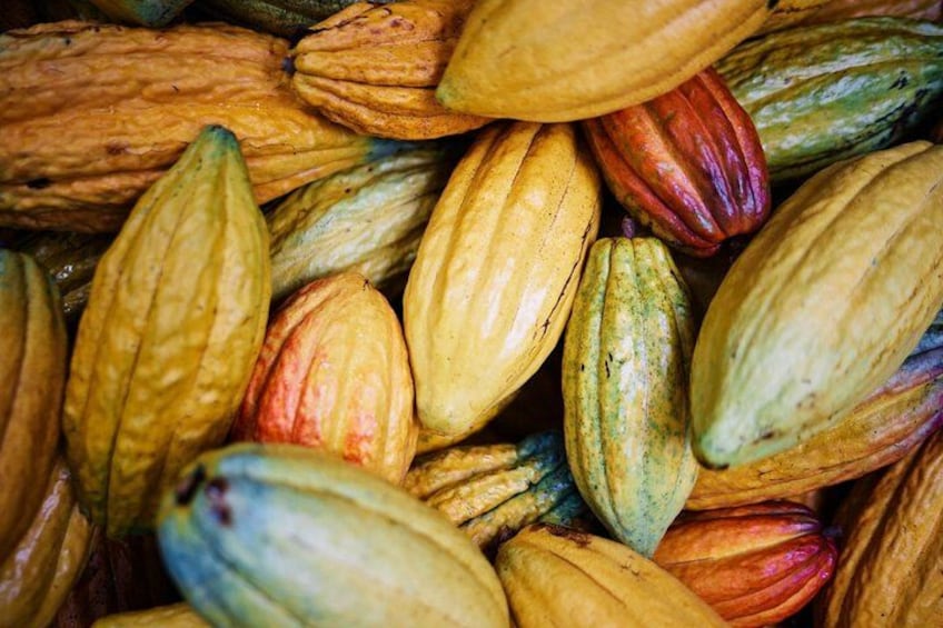 Kauai Chocolate Farm Tasting Tour 2