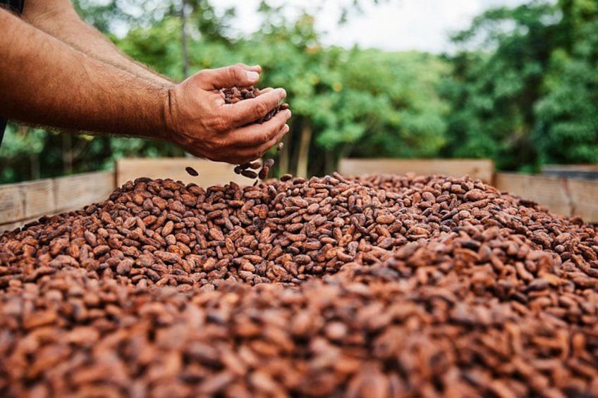 Kauai Chocolate Farm Tasting Tour 1