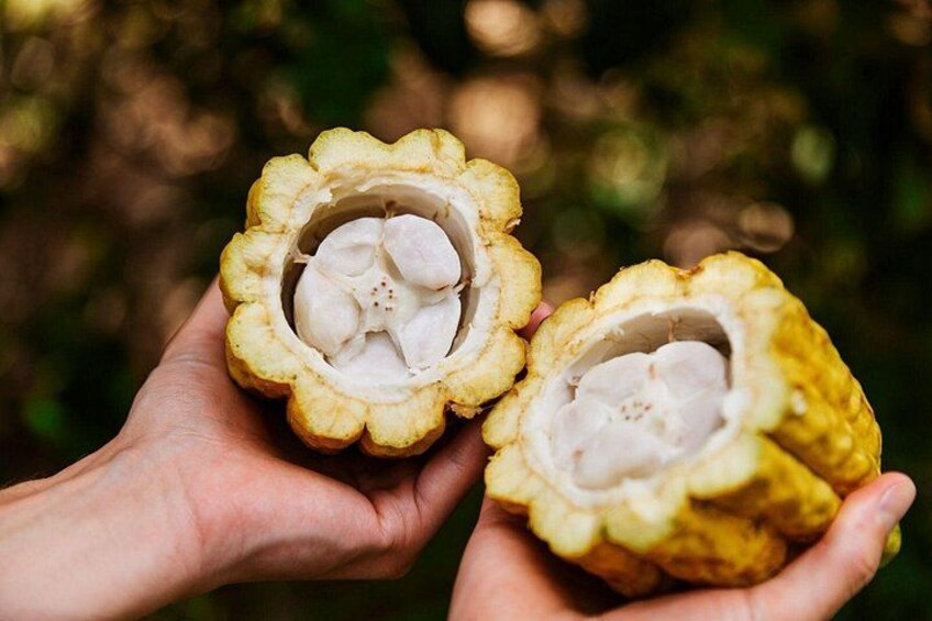 Kauai Chocolate Farm Tasting Tour 2