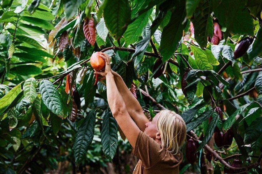 Kauai Chocolate Farm Tasting Tour 3