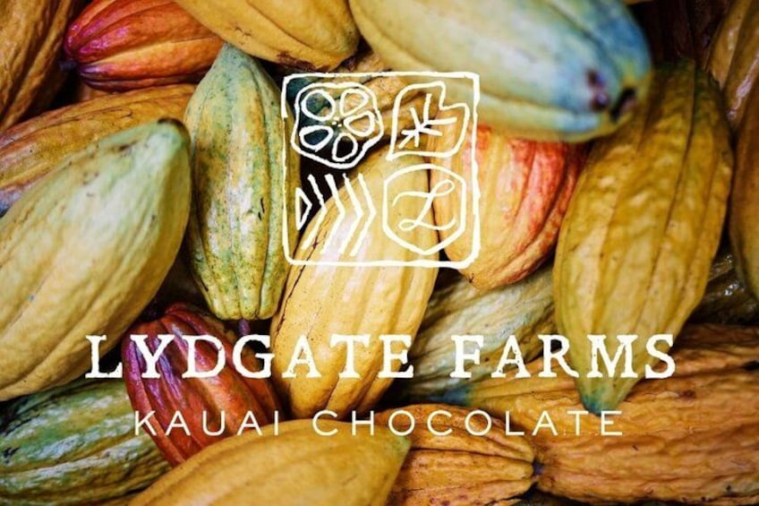 Kauai Chocolate Farm Tasting Tour 3