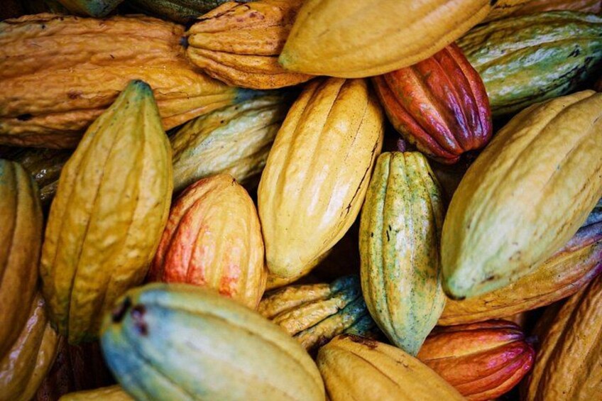 Kauai Chocolate Farm Tasting Tour 2
