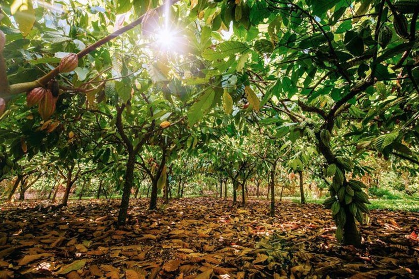 Kauai Chocolate Farm Tasting Tour 3