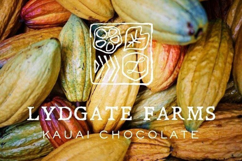 Kauai Chocolate Farm Tasting Tour 3