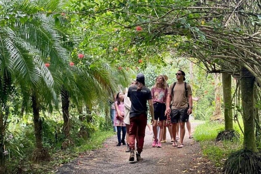 Kauai Chocolate Farm Tasting Tour 2