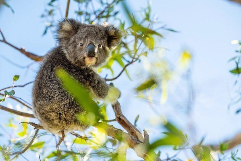 A koala perched on a tree branch. 5