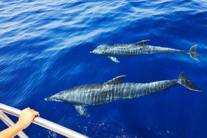 Two dolphins swimming in the ocean. 2
