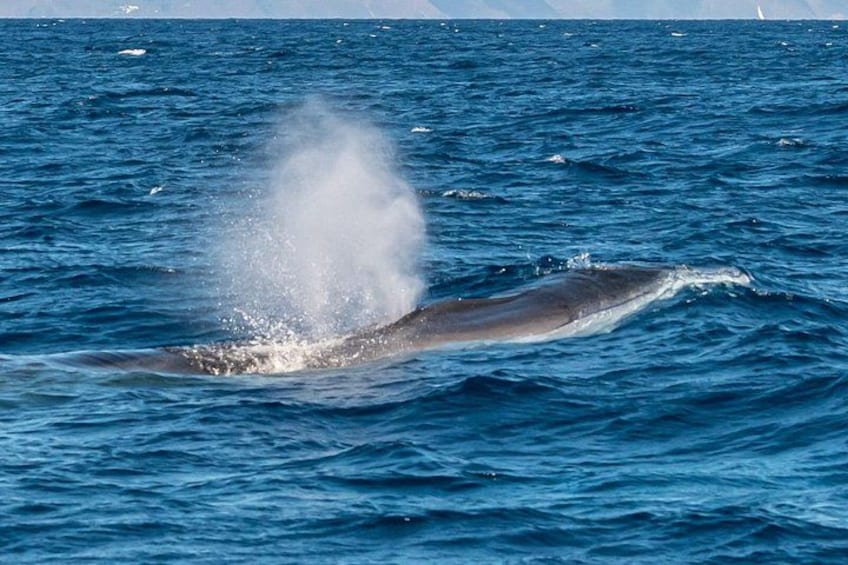 A whale breaching the ocean surface, creating a splash. 3
