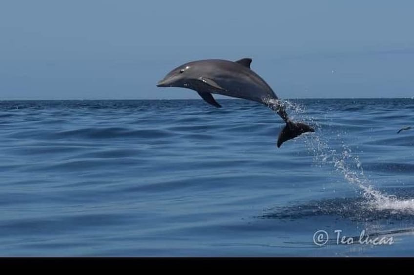 A dolphin leaping out of the water. 4