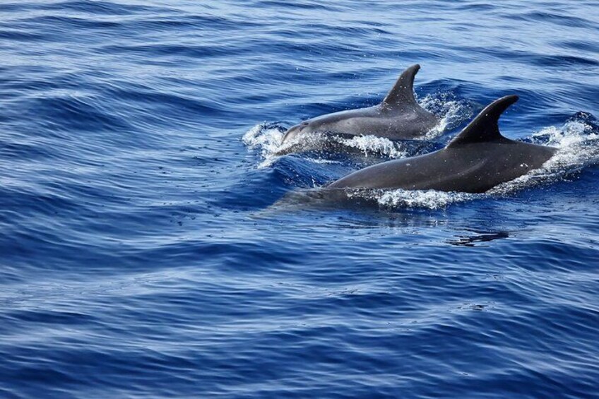 Whale watching and snorkelling in the whale sanctuary 2