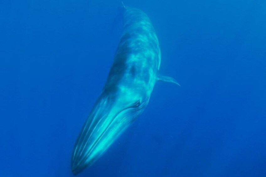 A whale swimming in the ocean. 5