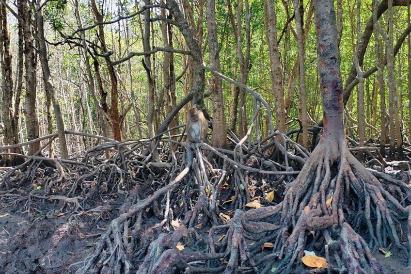 Langkawi Mangrove Boat Tour at Kilim Geoforest Park 5