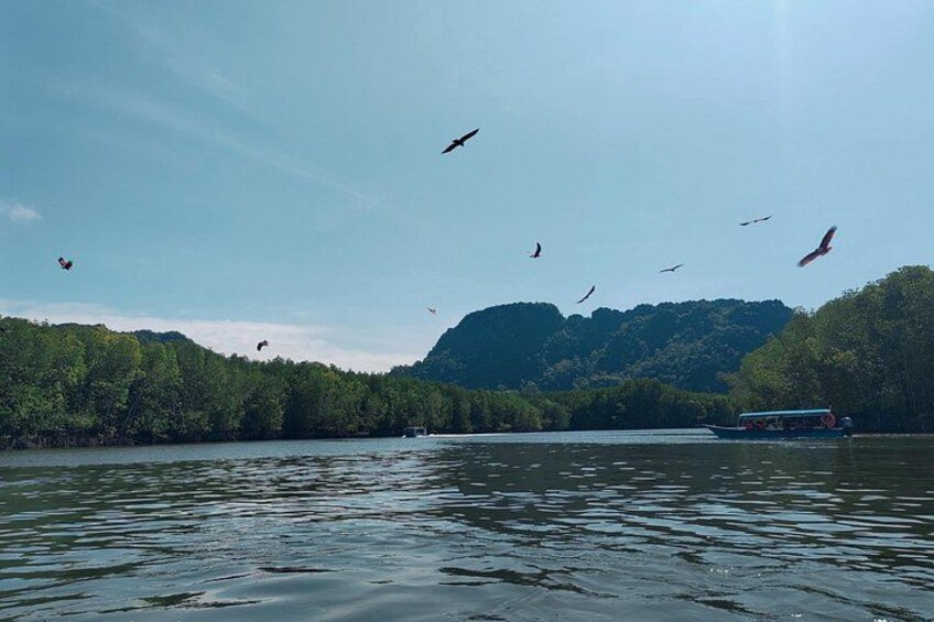 Langkawi Mangrove Boat Tour at Kilim Geoforest Park 4