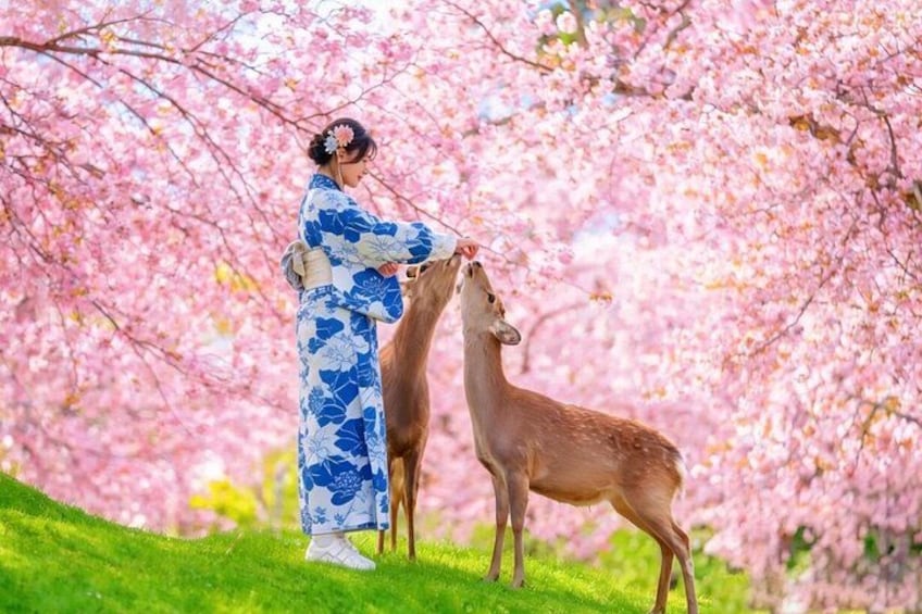 Kyoto and Nara UNESCO Highlights Full-day Tour From Osaka 1
