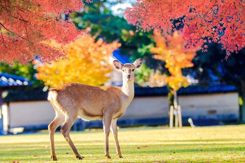 Kyoto and Nara UNESCO Highlights Full-day Tour From Osaka 2