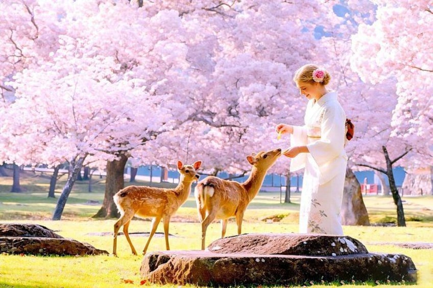 Kyoto and Nara UNESCO Highlights Full-day Tour From Osaka 3