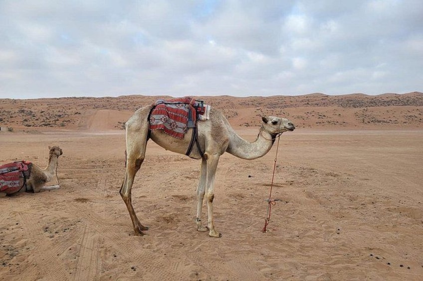 Un camello de silla de montar parado en un desierto con una cuerda. 2