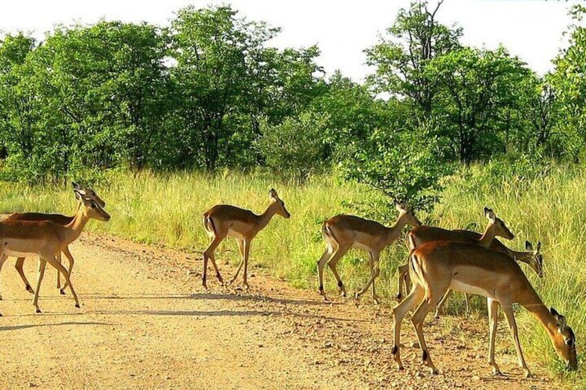 Kruger National Park 4