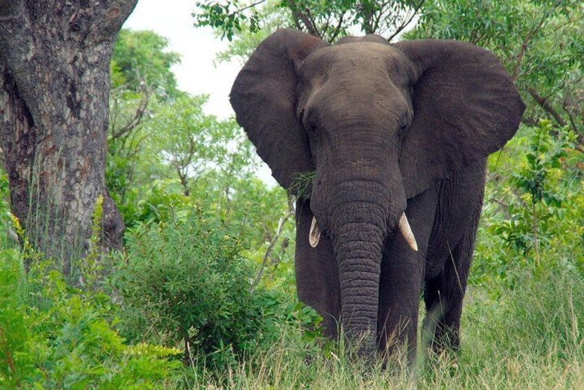 Kruger National Park 4
