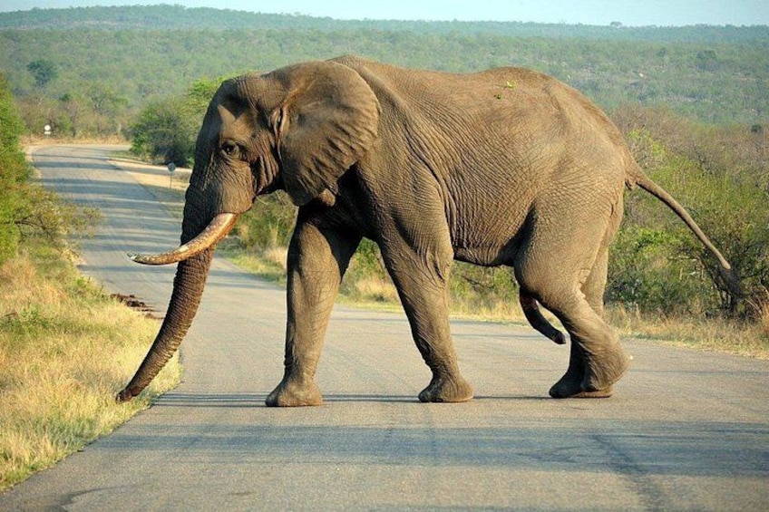 Kruger National Park 3