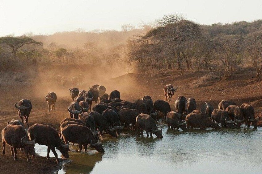 Kruger National Park 2