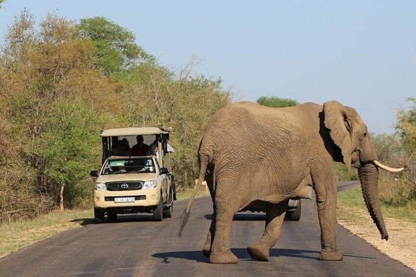 Kruger National Park 1