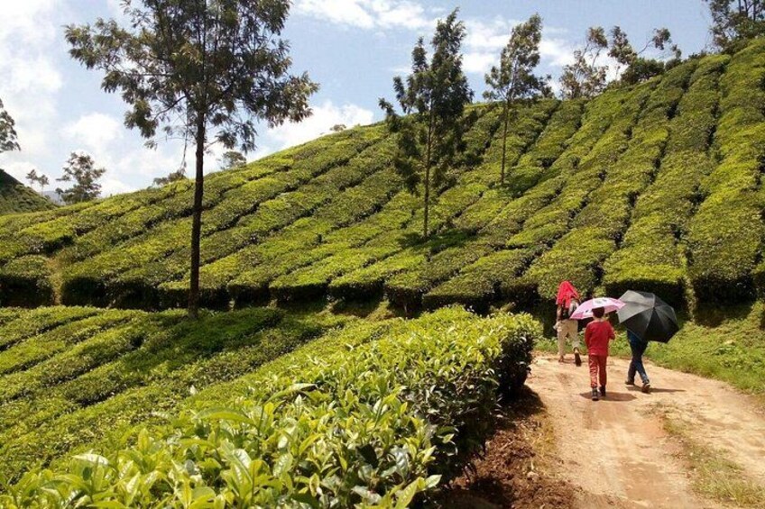 Munnar Tea Plantation Evening walking with Sunset View 2