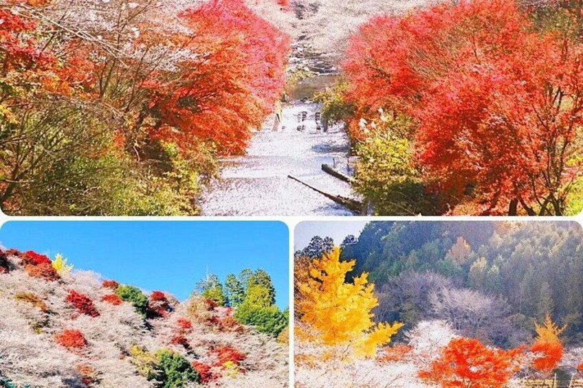 A river with autumn foliage, a clear sky, and a forested hillside. 2
