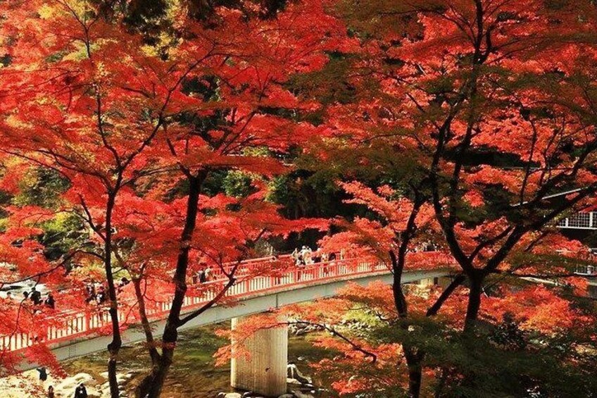 A bridge with red foliage in the background. 4