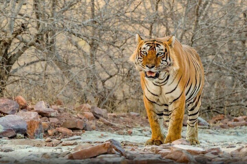 A tiger walking on a rocky path with sparse trees in the background. 1