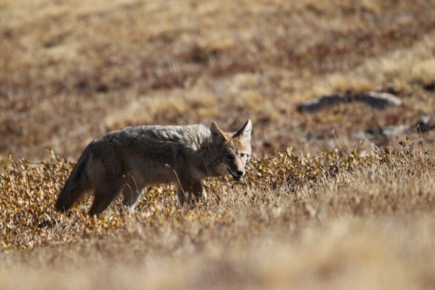 Full Day Tour in Rocky Mountain National Park Lunch Included 2