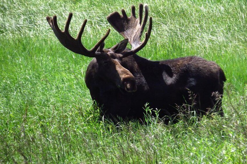 Full Day Tour in Rocky Mountain National Park Lunch Included 3