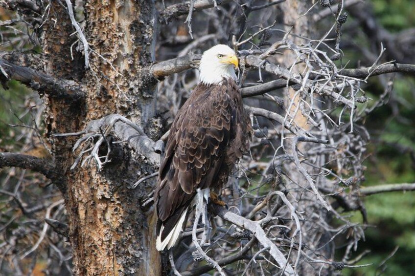 Full Day Tour in Rocky Mountain National Park Lunch Included 3