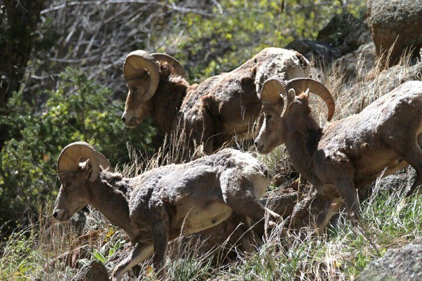 Full Day Tour in Rocky Mountain National Park Lunch Included 3