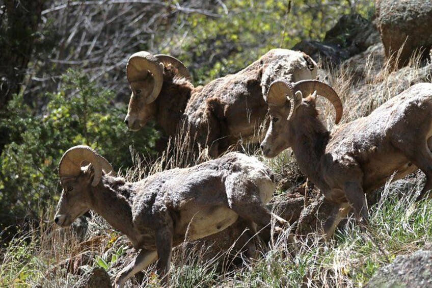 Full Day Tour in Rocky Mountain National Park Lunch Included 2