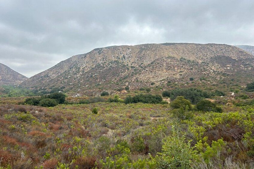 Sage Plants, Peace, and Nature 3
