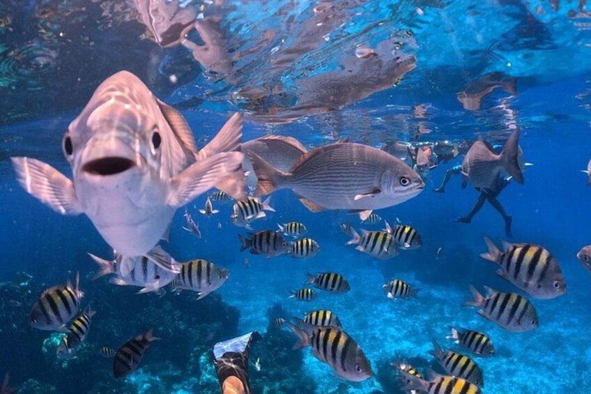 A variety of fish swimming in clear blue water, with a large fish in the foreground and smaller striped fish in the background. 3