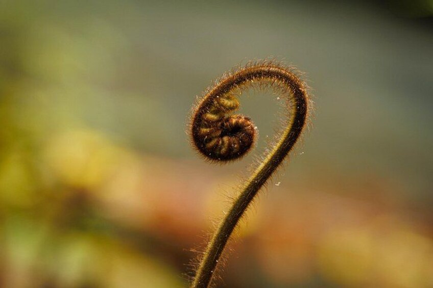 A close-up of a plant with a curled stem and a spiral-shaped growth. 5