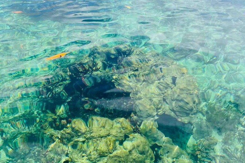 Bocas del Toro Island Hopping Day Tour in Zapatilla Beach 3