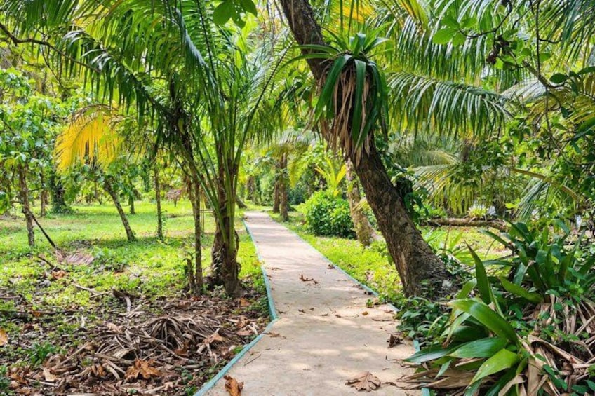 A concrete pathway surrounded by lush greenery and palm trees. 3