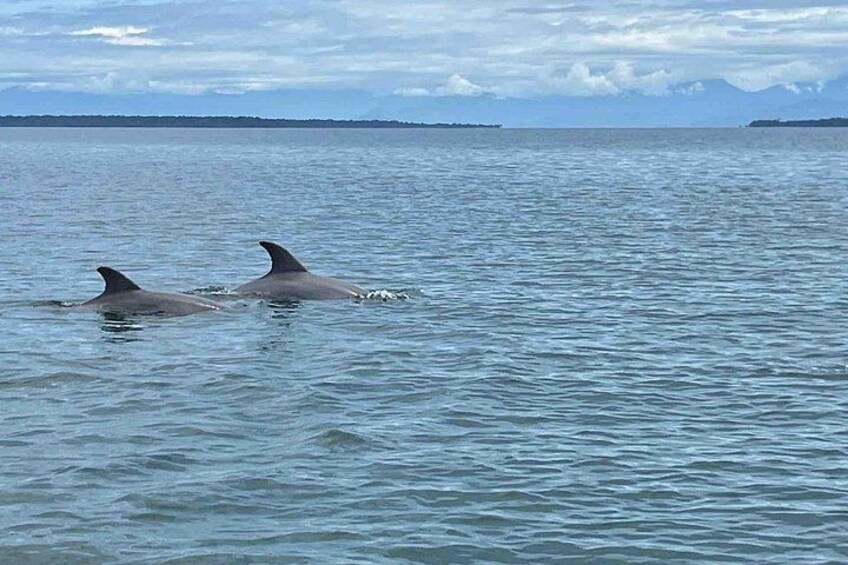 Two dolphins swimming in the ocean. 3