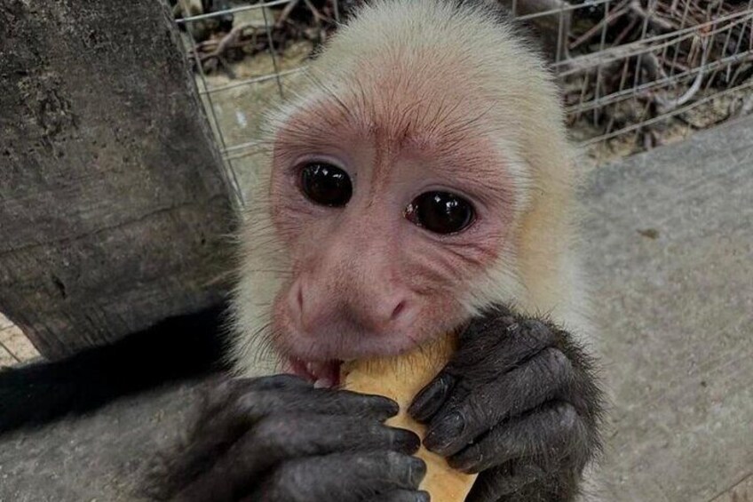 A monkey eating a banana. 1