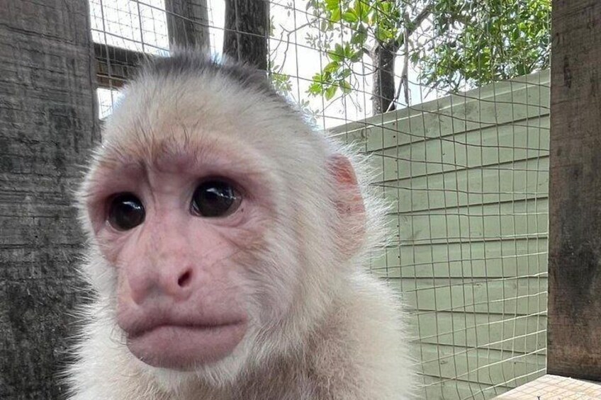 Roatan Monkey and sloths, Reef Snorkel & Private Cay Beach Break 5