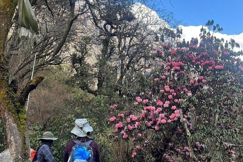 Two hikers walking through a forested area with a mountain in the background. 2