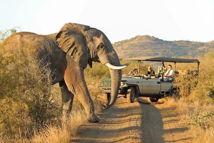 An elephant walking on a dirt road with a safari vehicle and people in the background. 1