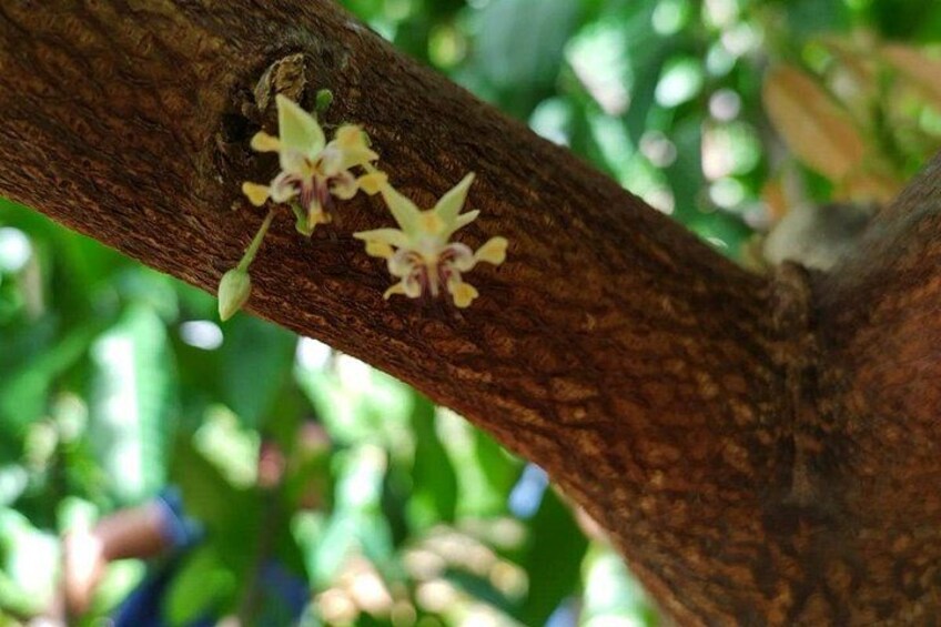 Small Group Cacao Walking Tour in Puerto Rico 2