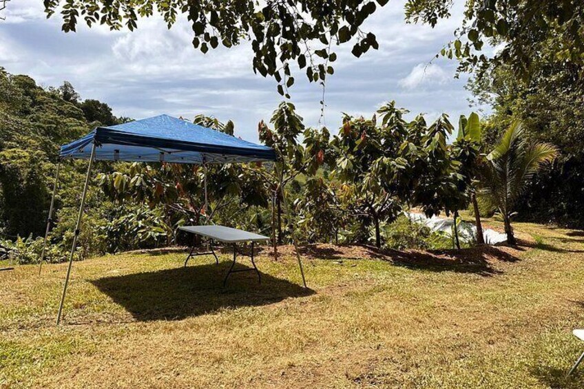 Small Group Cacao Walking Tour in Puerto Rico 2