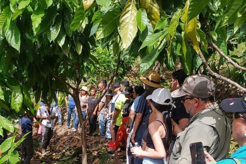 Small Group Cacao Walking Tour in Puerto Rico 1