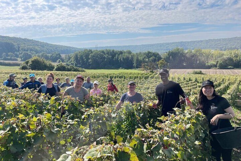A group of people in a vineyard with rows of grapevines and a hilly landscape in the background. 4